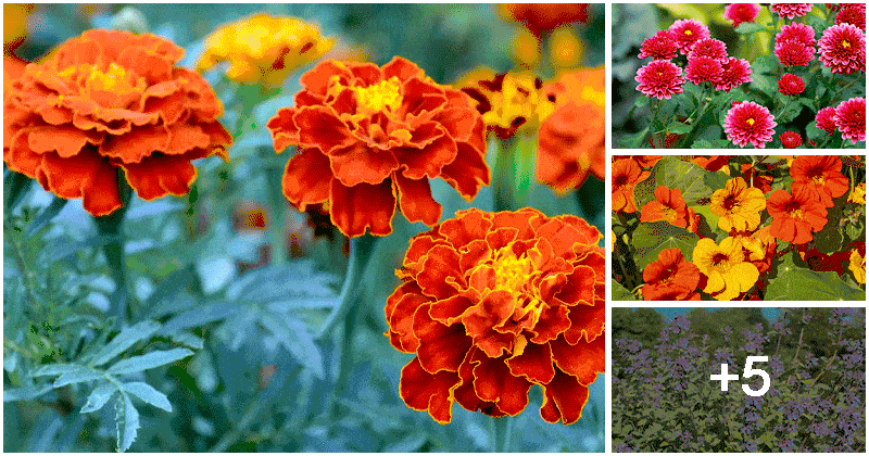 9 Best Flowers to Control Insects