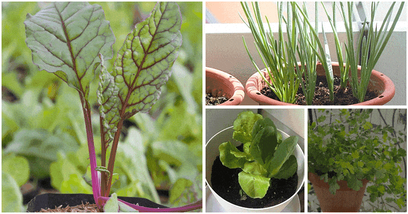 Vegetables You Can Grow In 1-gallon Containers