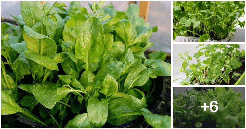 10 Popular Vegetables and Herbs That Adapt Best To Indoor Conditions