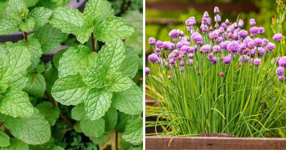 10 Best Herbs for Fresh Harvests All Year Long