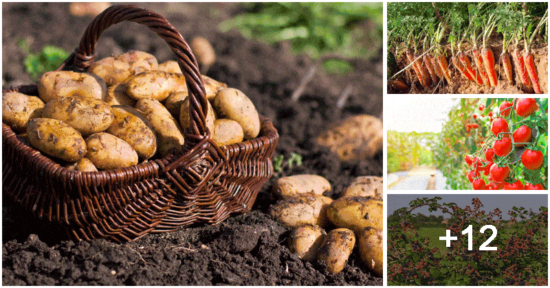 16 Best Crops You Should Grow for a Bountiful Harvest