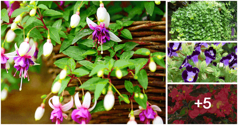 Best Beautiful Flowers for Hanging Baskets