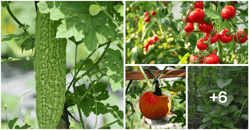 10 Best Vining Vegetable Plants for Saving Space