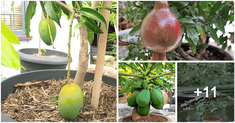 15 Popular Dwarf Fruit Varieties You Can Grow Easily In Containers
