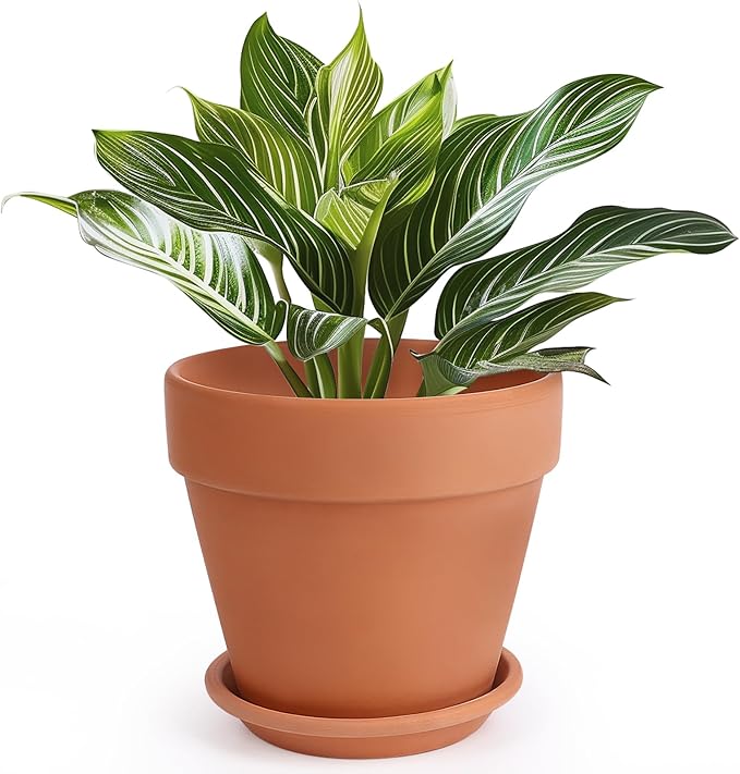 Shop Large Clay Pot