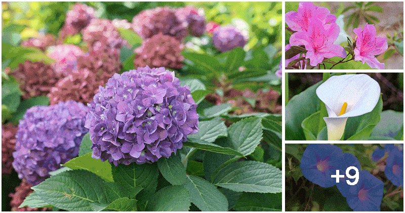 13 Beautiful Flowers But Contain Toxins