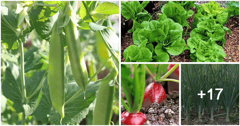 21 Best Vegetables That Grow Well In Shade Areas