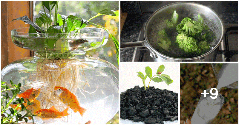 13 Clever Gardening Hacks To Help Your Plants Grow Healthy