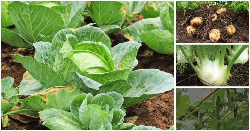5 Plants That You Should Not Grow Them with Squash