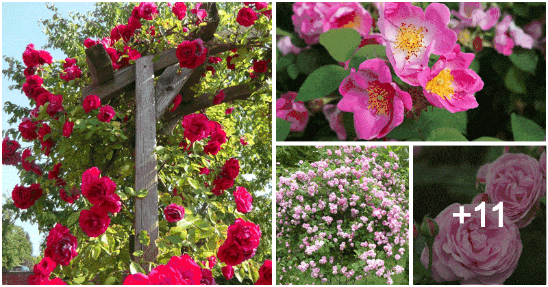 15 Popular Roses Varieties for Every Garden