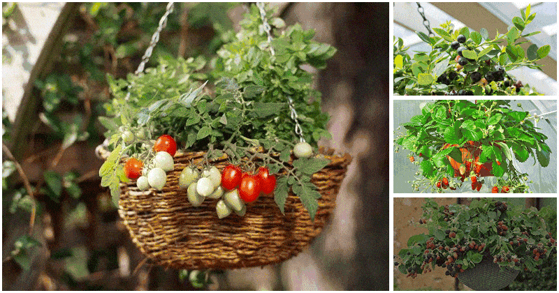 Best Hanging Basket Fruits