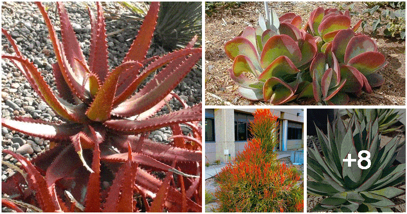 12 Gorgeous Succulent Types With Bold Colors For Your Yard