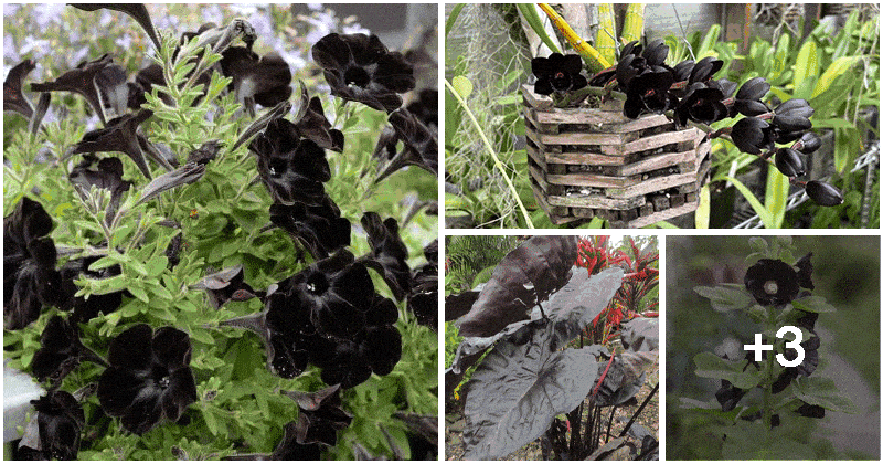 7 Beautiful Black Plants To Make A Big Statement In Your Garden