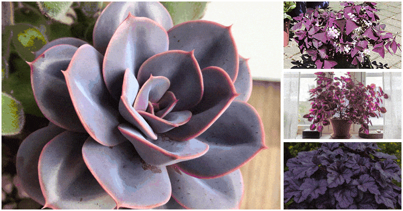 7 Best Beautiful Purple Indoor Plants