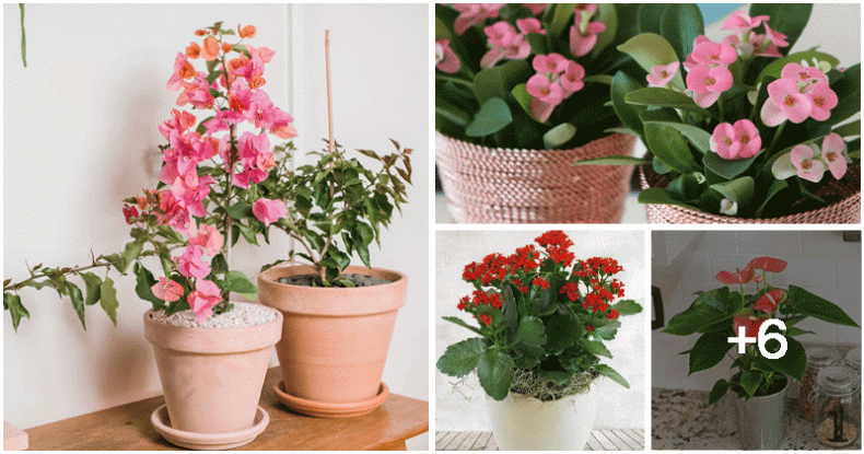 10 Beautiful Houseplants That Bloom All Year - Noudiv