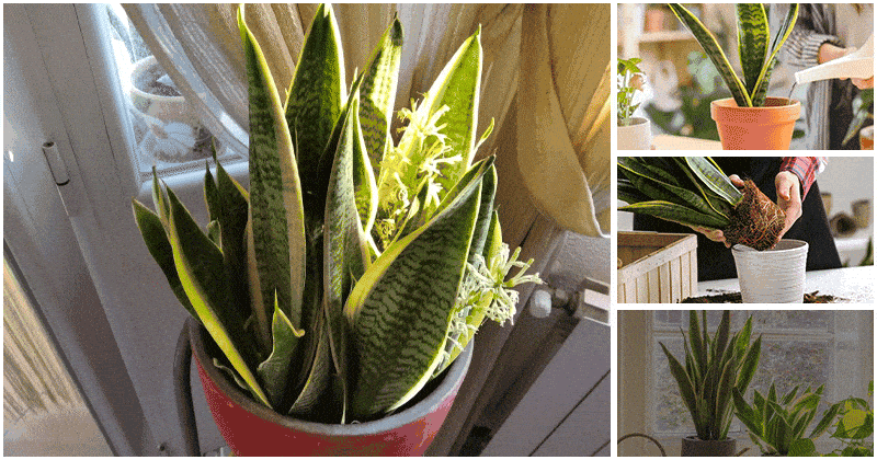 Explore Secrets To Help Your Snake Plant Blooms