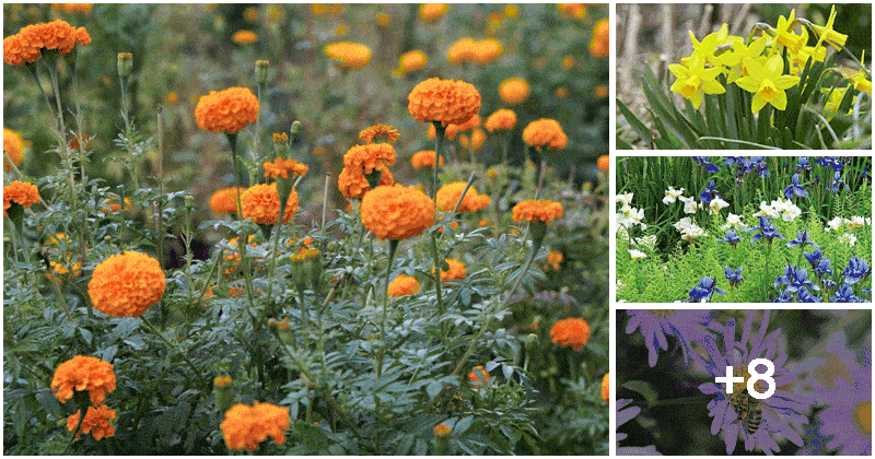 12 Best Hard-to-kill Flowers for Beginners