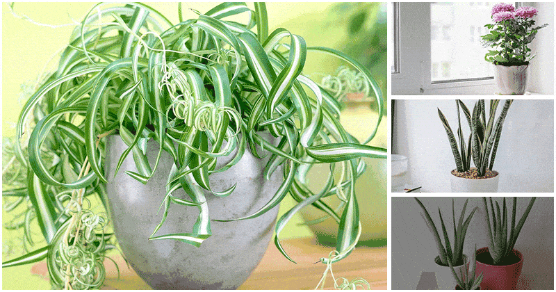 Top 5 Houseplants That Help Improve Your Immune System