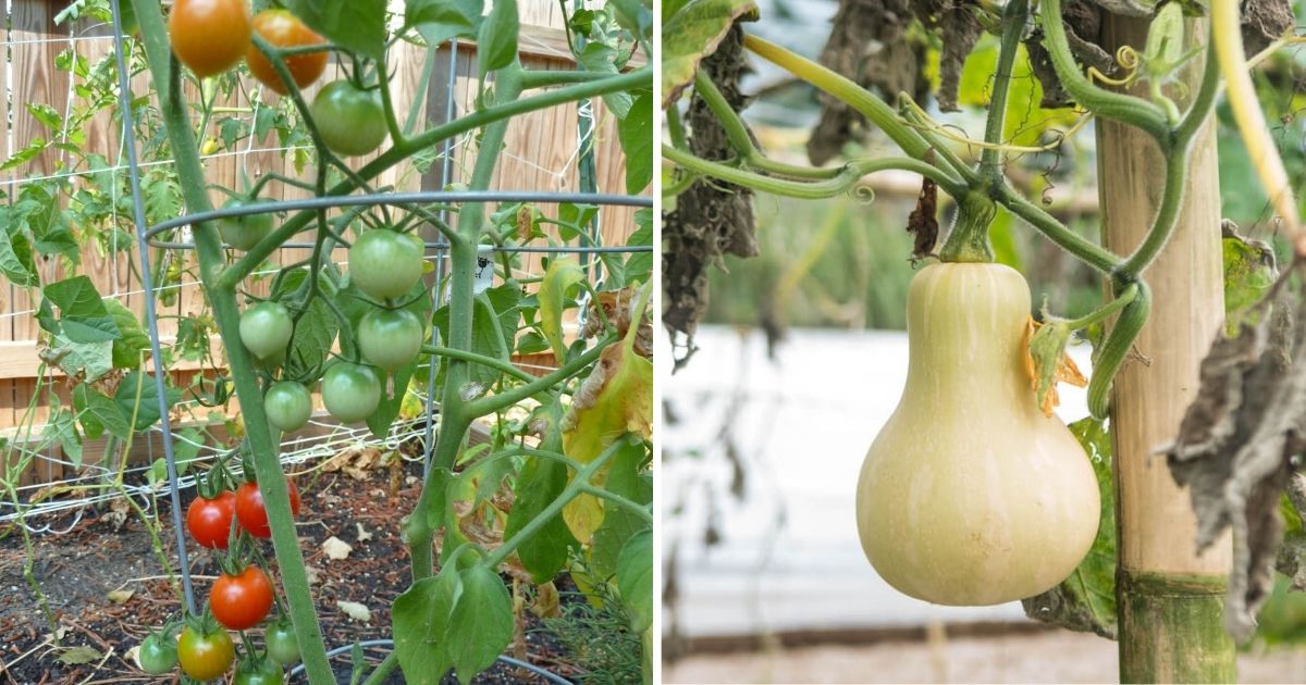 WHAT VEGETABLES GROW BEST IN PLANTERS visual data 8