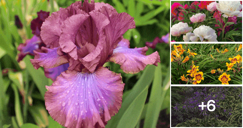 10 Perennial Flowers That Should Be Cut Back in Fall Season