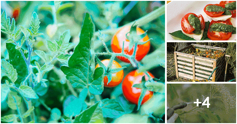 8 Amazing Tomato Leaf Uses