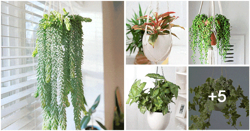 10 Best Hanging Plants That Tolerate Low Light Indoors