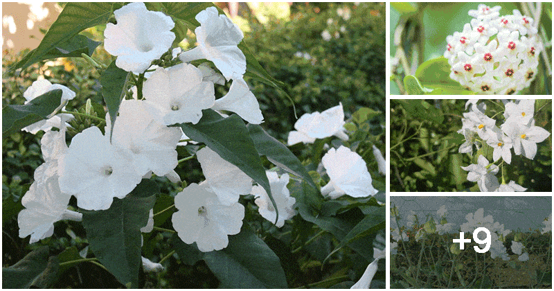 13 Best Climbing Plant with White Flowers