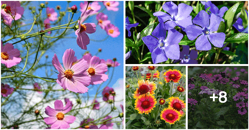 12 Best Flowers To Grow in Poor Soil