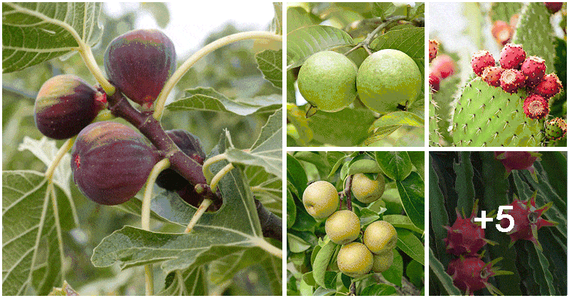 10 Popular Fruit Trees That Can Tolerate Drought