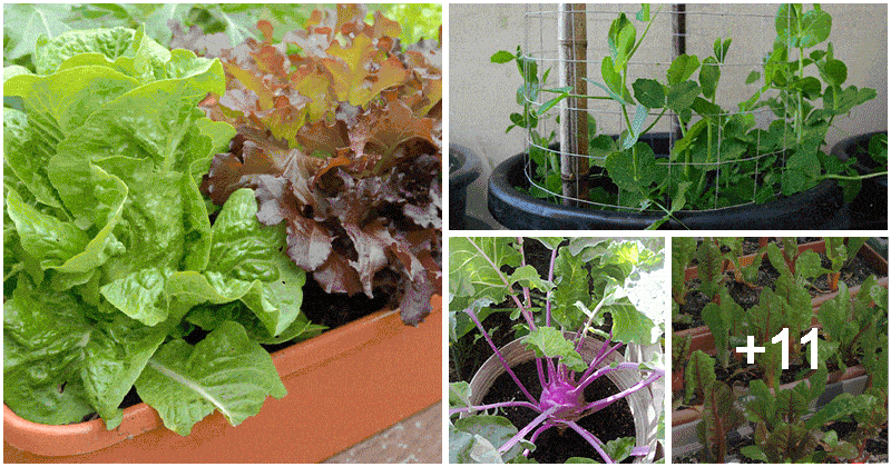 15 Fall Vegetables That Grow Quickly In Container Gardens