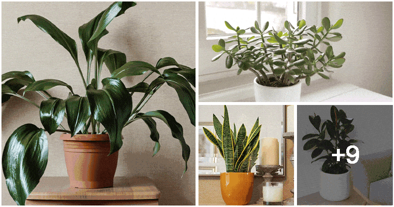 13 Easiest Indoor Plant without Care