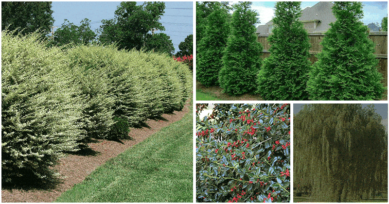 6 Fast-Growing Trees That You Can Grow For A Natural Privacy Screen