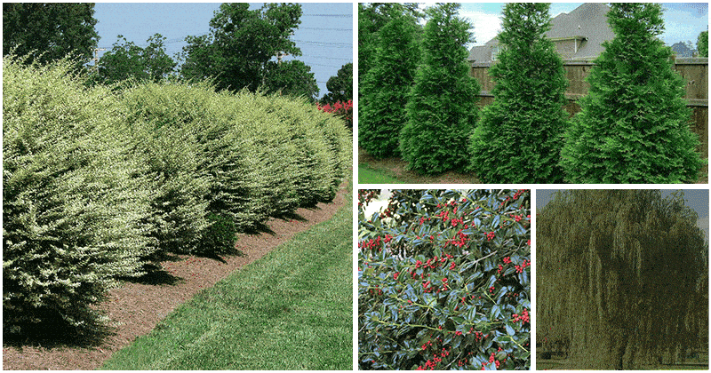 6 Fast-growing Trees That You Can Grow For A Natural Privacy Screen