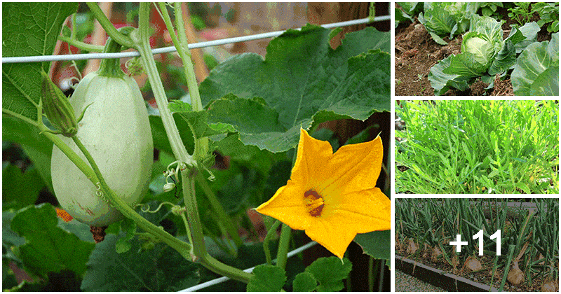 15 Vegetables To Grow In Your No Dig Garden