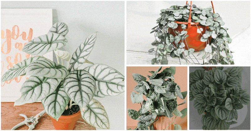 5 Stunning Indoor Plants With Silver Foliage