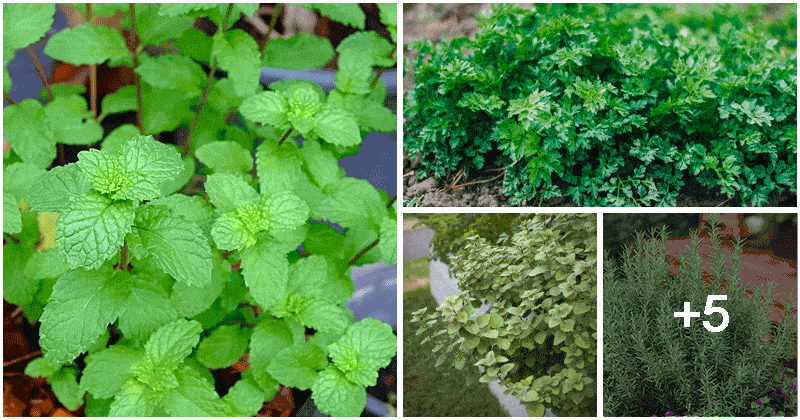 9 Familiar Herbs That You Can Grow In Fall