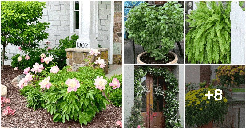 13 Beautiful Plants for Front Doors With Spirit Values