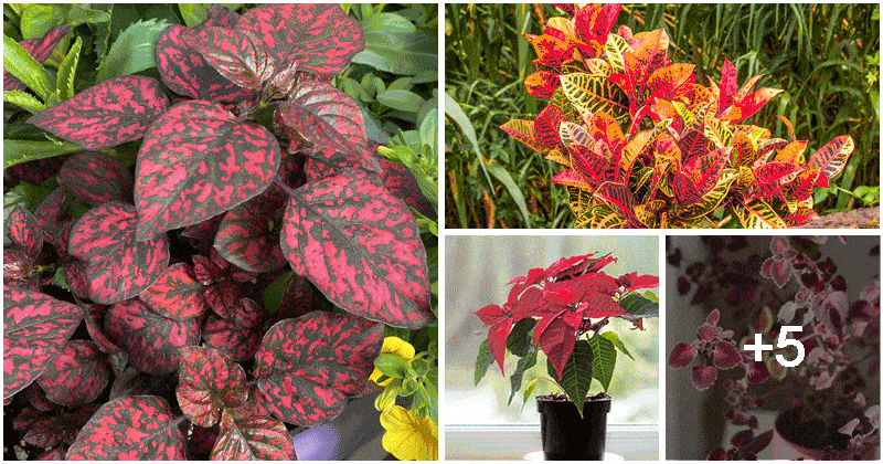 9 Beautiful Red Indoor Plants - Noudiv