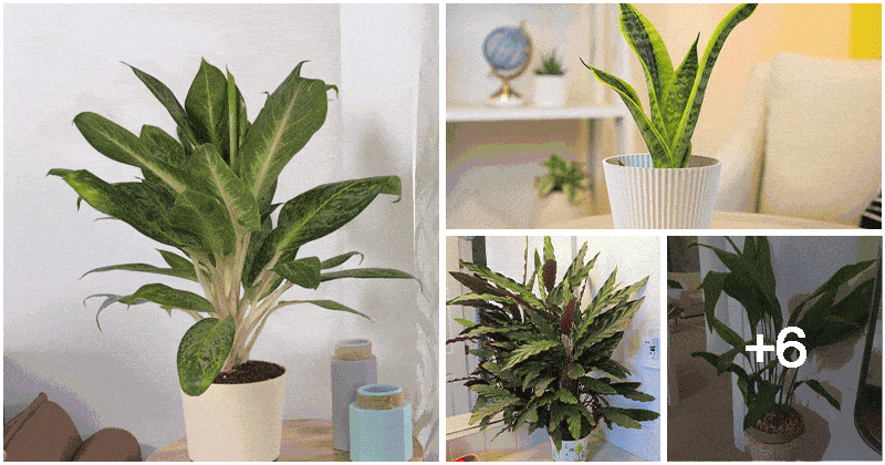 10 Low-light Houseplant Plants 