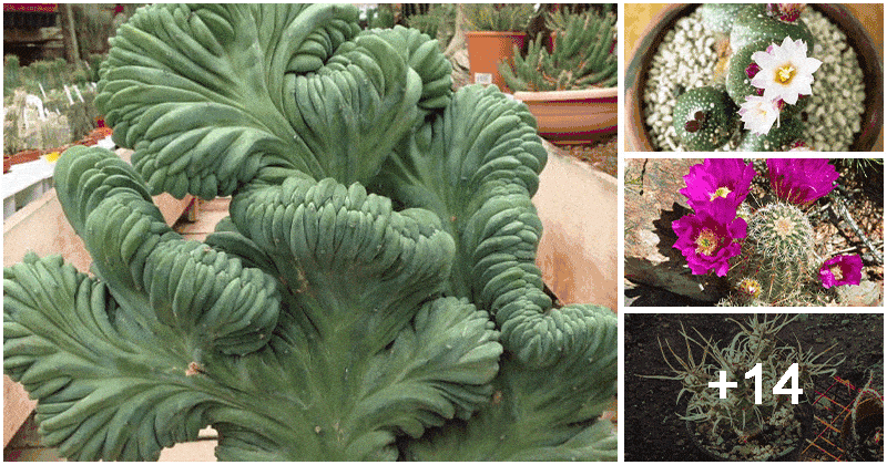 18 Strange Cactus Plants That You Can Grow