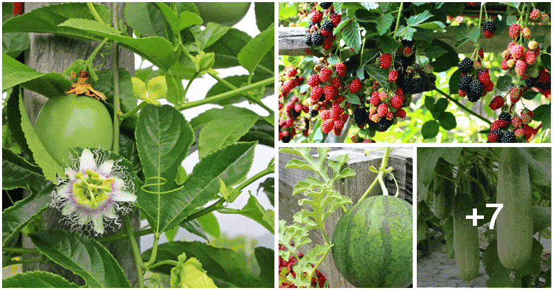 11 Best Climbing Fruits To Grow In The Garden