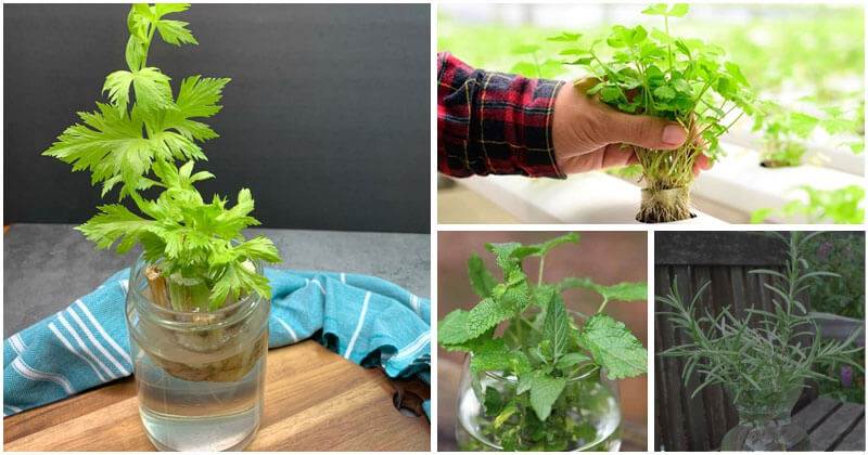 Best Herbs That Can Grow Well Year-round Just With Water