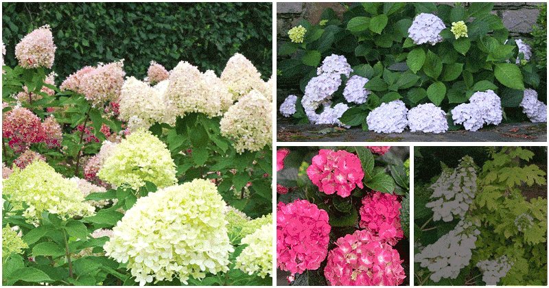 5 Small Hydrangea Varieties for Limited Gardens