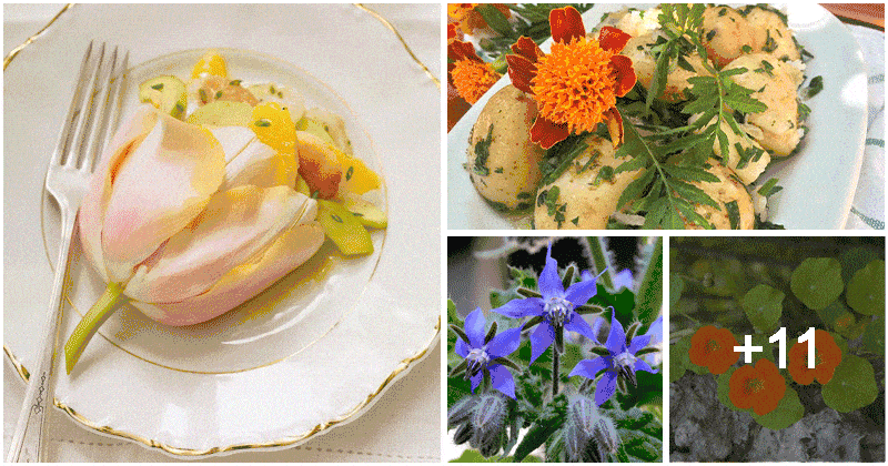 15 Popular Flowers That You Can Use To Cook