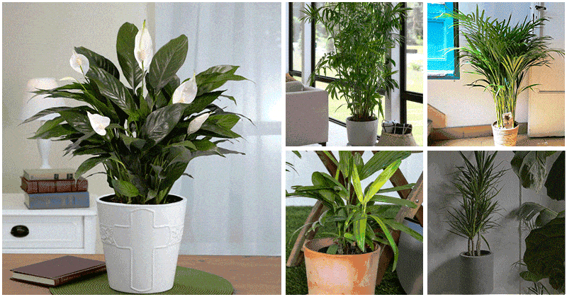 5 Best Houseplants For Anti-Allergy Indoor Garden