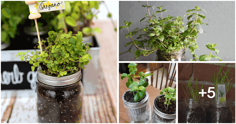 9 Best Herbs To Grow In Glass Mason Jars