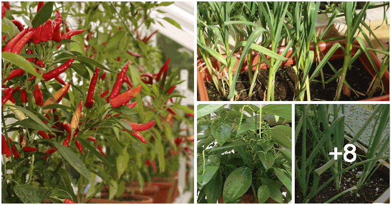 12 Popular Spices You Can Grow Easily In Pots