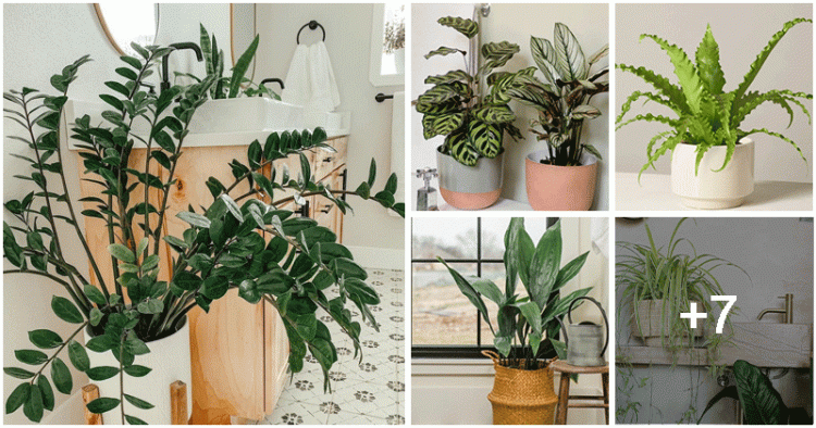 12 Best Bathroom Plants For Absorbing Moisture