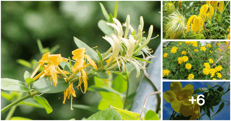 10 Beautiful Climbing Plants With Yellow Flowers