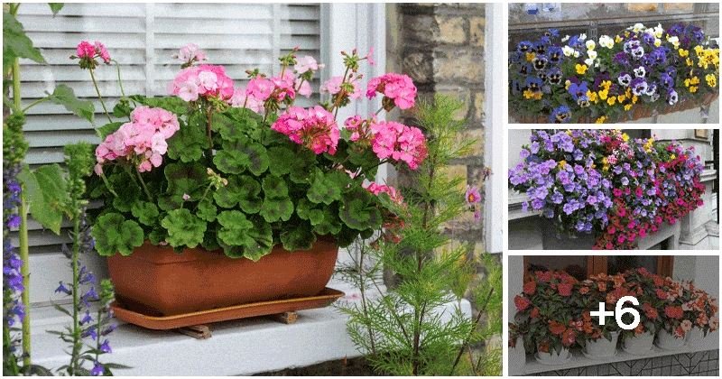 10 Best Beautiful Flowers For Your Window Boxes